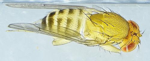 Drosophila immigrans